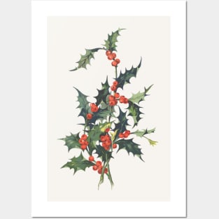 Vintage Holly Botanical Illustration Posters and Art